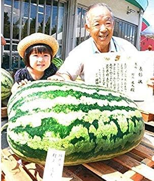 Amazon Co Jp 種子パッケージ 緑 家庭菜園緑のための30 袋watern種子甘味野菜や果物の種は非常においしい食べ物の植木鉢 ホーム キッチン