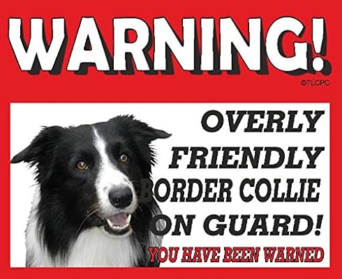 collie guard dog