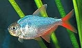Aquarium Plants Discounts Pair of Red/Blue Colombian Tetras - Freshwater Live Tropical Fish