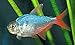 Aquarium Plants Discounts Pair of Red/Blue Colombian Tetras - Freshwater Live Tropical Fish