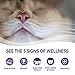 Wellness Complete Health Pate Adult Wet Cat Food, Natural, Protein-Rich, Grain Free, 12.5 Ounce, 12 Pack, (Turkey & Salmon)