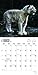 White Tigers 2017 Calendar