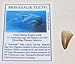 Mosasaur Tooth Fossil w/ COA (M) 1-1 1/2 Inch Dinosaur Age Teeth 4o