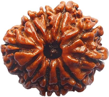 10 Mukhi Rudraksha NEPAL Certified 24.54mm | 3.52gms Ten Face Rudraksh Bead