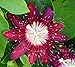 Lady Margaret Passion Flower Plant - Passiflora - 4" Pot