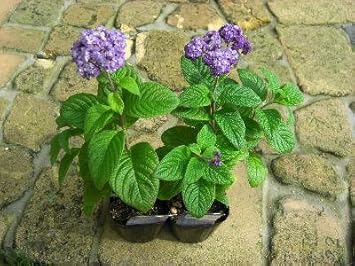 Amazon 花木苗 常緑低木 ヘリオトロープ 香水の花 ラベル付き３号サイズ2ポットセット 希少 植木