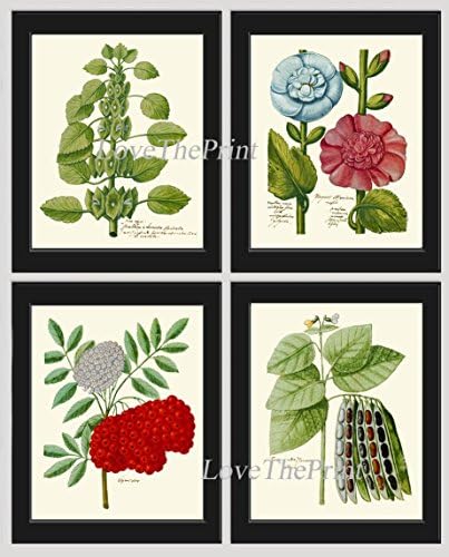 Botanical Flower Art Print Set of 4 Prints Antique Beautiful Green Leaf Plants Hollyhock Flowers Blue Pink Red Illustration Home Room Decor Wall Art Unframed HM