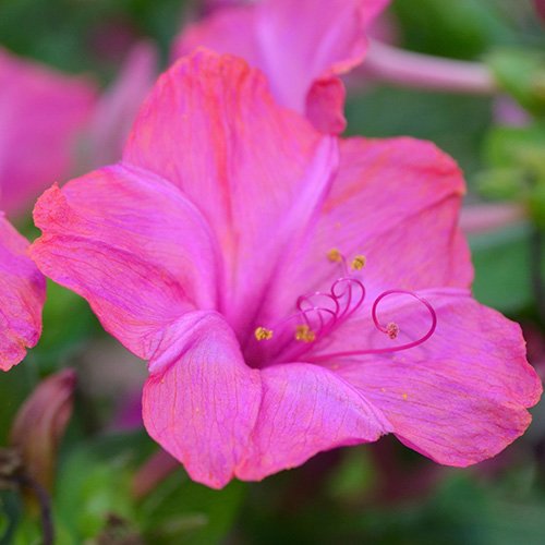 5 Package+Butterfly+Wildflower+Seed+Needs