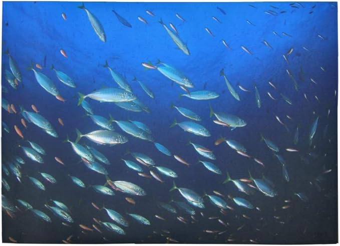 Alfombra Alfombra Alfombra Bellamente grande Número de peces Área