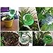 Hofumix 4Pcs Plant Watering Bulbs Aqua Globes Automatic Self Watering Globes Bulbs Garden Water Device Set Watering Bulbs for Plant Pot(Clear)