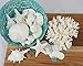 Tumbler Home Certified Starfish Knobby White 2