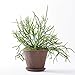 IPPINKA Sustee Aquameter (Green, Large, Refillable) - Plant Soil Moisture Meter, Sensor, Probe, Indicator - Best for Potted Plants