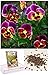 Homegrown Packet Pansy Seeds, 75 Seeds, Bright Lights Pansy