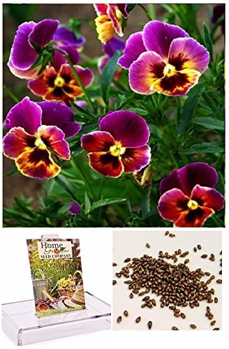 Homegrown Packet Pansy Seeds, 75 Seeds, Bright Lights Pansy