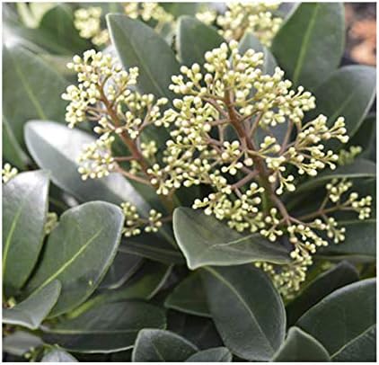 Skimmia Hot Chocolate 15cm Pot Size Amazon Co Uk Garden Outdoors
