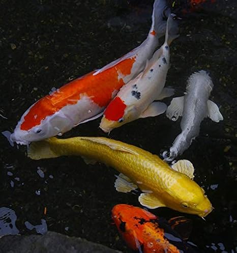 koi carp fish tank