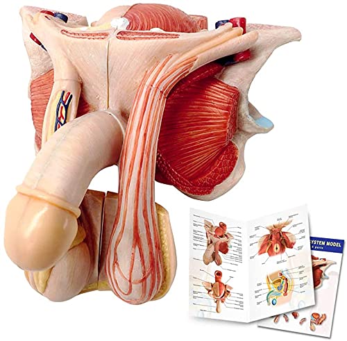 Male Genital Organ Model, Life Size 5-Parts, Median Section, Showing the Penis, Prostate, Bladder, Seminal Vesicle, Spermatic Cord, Testicle, and Rectum, Anatomy Of Male Reproductive System