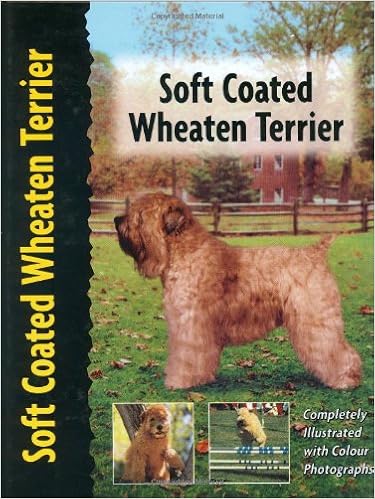 soft haired wheaten