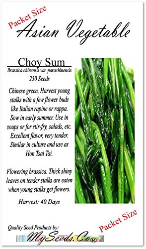 1 oz (13,400+ Seeds) Choy Sum Brassica Vegetable Seed Seeds Tsoi Sim Choy Sim ~ Excellent Flavor