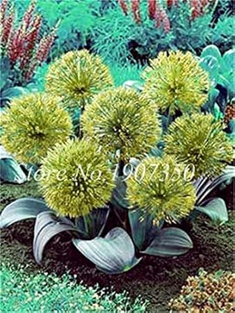 Amazon ホームガーデンの種子50個ミックス色アリウム種子オーガニックゴージャスなアリウムの花の種エキゾチックなタマネギ種子 6 果物