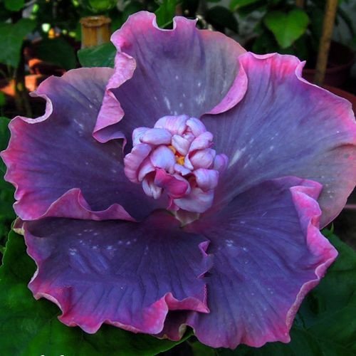 10+ Dinnerplate Hibiscus/ Perennial Flower Seed/ Easy to Grow/ Huge 10