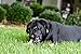 Pets Primal GOODGROWLIES What A Pet Wants Assorted Beef Dog Chews