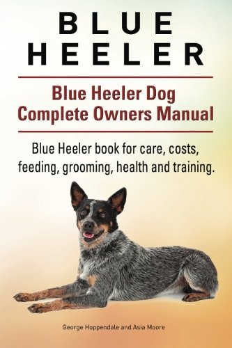 raising a blue heeler