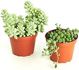 Shop Succulents Selected String of Pearls & Burrito Sedum Variety Hanging Collection of Live Succulent Plants, Hand Se, 2 inch