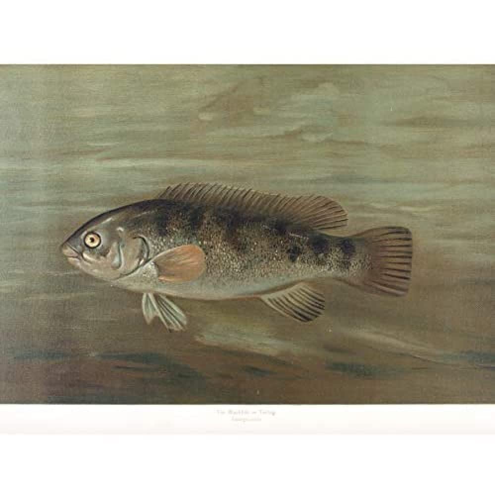 Artery8 Petrie North American Fishes Blackfish Tautog Illustration Art Print Canvas Premium Wall Decor Poster Mural