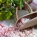 Himalayan Rock Salt, Black Peppercorns Tellicherry Bundle. 7oz Peppercorns, 1lb Pink Rock Salt