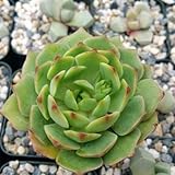 Echeveria ramillete