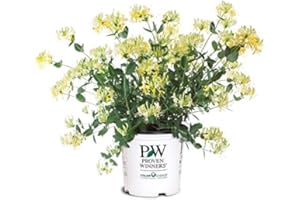 GREEN PROMISE FARMS Proven Winners - Lonicera periclymenum 'Scentsation' (Honeysuckle) Vine, , #2 - Size Container