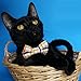 Business Cat Bow Tie - 2 Piece Set with Breakaway Collar (The Chairman Set)