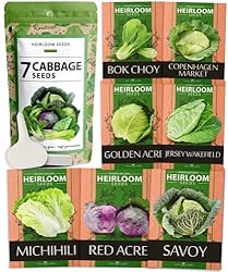 7 Cabbage Seeds for Planting - 2000+ Heirloom