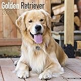 Golden Retriever Calendar - Dog Breed Calendars - 2019 - 2020 Wall Calendars - 16 Month by Avonside by 