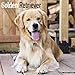 Golden Retriever Calendar - Dog Breed Calendars - 2019 - 2020 Wall Calendars - 16 Month by Avonside by 