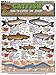 How to Catch 'Em Catfish Identification #13 (Identification, Rigs, & Fishing Strategies) - Waterproof Quick Reference Guide
