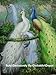12X16 inch Stretched Animal Canvas Print RePro White and Green Peacocks (Stretching Included)