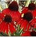New Rare Echinacea 'Firebird' Dark Red Coneflower, 100+ Seeds