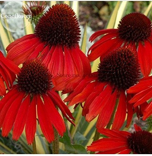 New Rare Echinacea 'Firebird' Dark Red Coneflower, 100+ Seeds