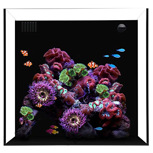 Waterbox Cube 20 Gallon Aquarium, 17.7″ L X 17.7″ W X 15.8″ H, Transparent/Black