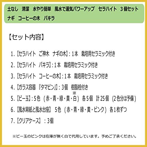 Amazon 風水で運気パワーアップ ご神木 梛 なぎ の木 コーヒーの木 パキラ ３個セット 土なし 清潔 水やり簡単 セラハイト 観葉植物 オンライン通販