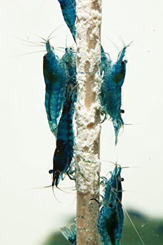 Prawns Lollipop “Mineralboost” Set of 1 Ideal for taking photos, selecting Prawns In The Aquarium.