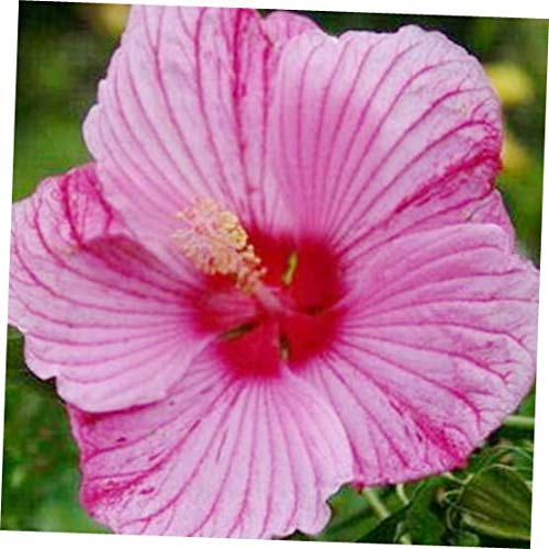 KZA 10 Seeds Hibiscus moscheutos 'Peppermint Schnapps' Rose Mallow - RK177