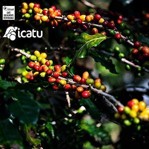 CAFES GUILIS DESDE 1928 AMANTES DEL CAFE 100% Arabica Gemahlener Kaffee - Intensive Espressomischung höchster Qualität… – Bild 4