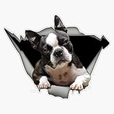 Boston Terrier Funny Design For Accessories Vinyl Sticker Laptop Decal Waterproof 5"