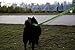 EcoBark Dog Leash - Soft & Reflective Comfort Leashes with Padded Handle - Safe, Strong, & Durable for Small, Medium or Large Dogs (Green)