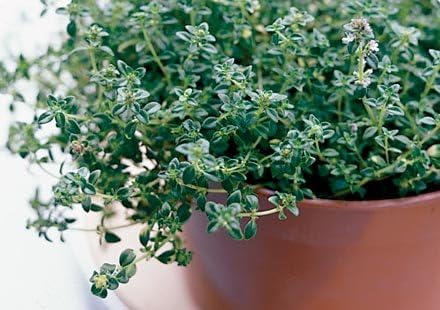 THYME - Common English Thyme - 1500 seeds