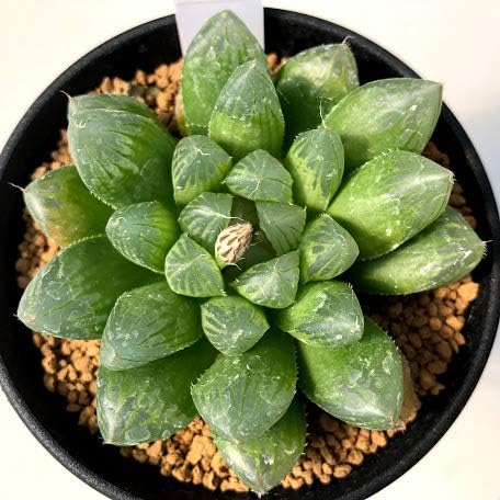 Amazon 多肉植物 ハオルチア ブラックオブツーサa マリン ｍ 観葉植物 オンライン通販