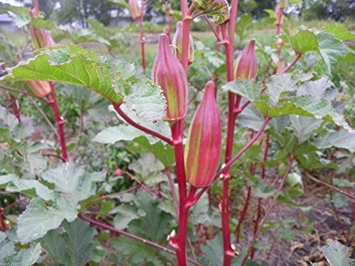 10 Seeds Hill Country Red Okra , Bhindi , Gumbo , Abelmoschus Esculentus, Texas Heirloom! - Thumbnail 2